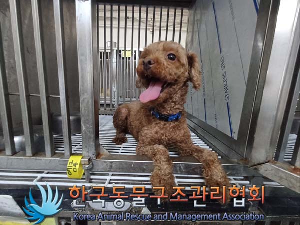 한국동물구조관리협회_411311202400588